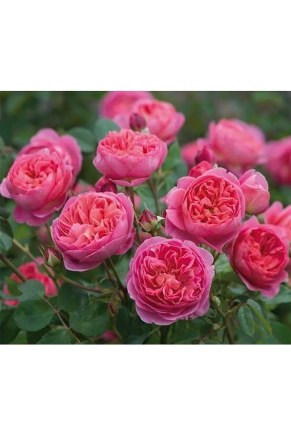 Троянда плетиста ‘Світ Кісс’ (темно-малинова)